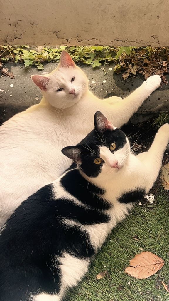     Two Cats – Loving Home Needed 