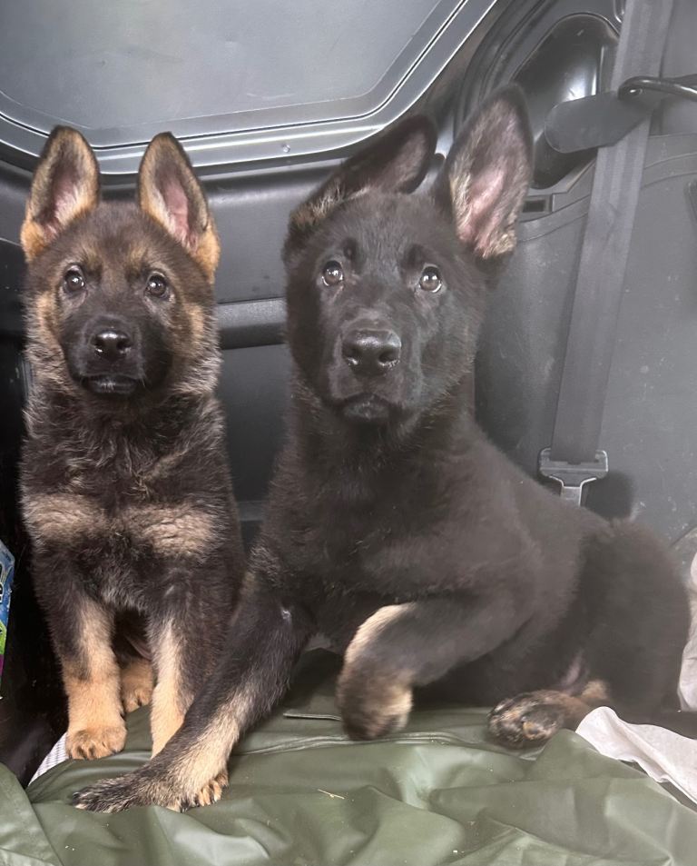 German Shepherd Puppy