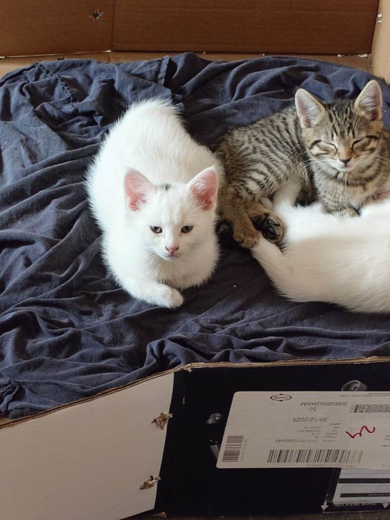 beautiful kittens 