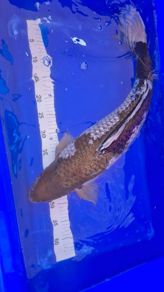 Japenese Koi Carp for sale