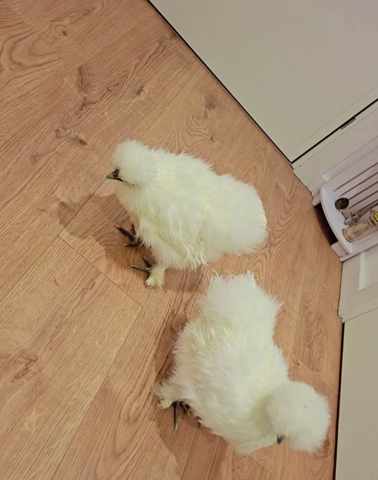  silkie chicken 