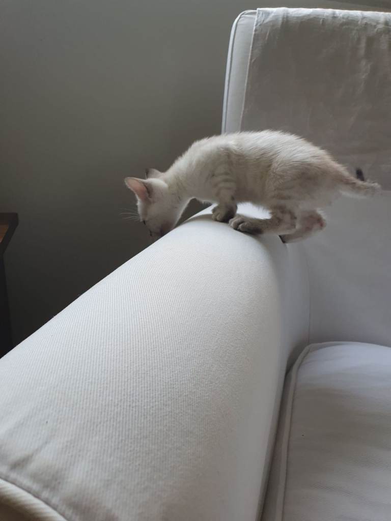 Stunning pure Bengal kittens