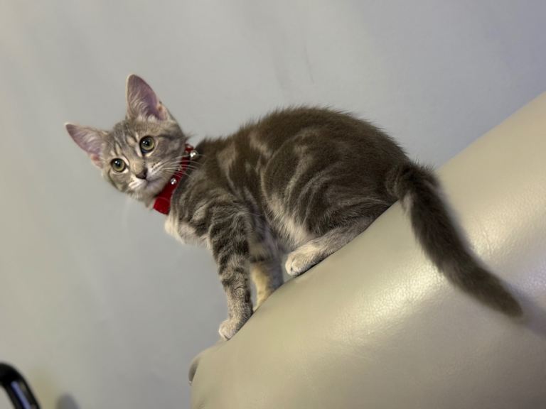 Kittens bengal x shorthairs 