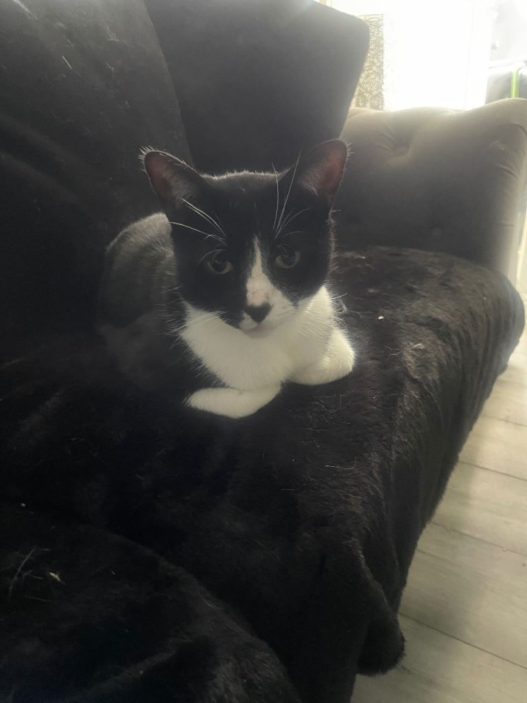 Beautiful family cat 