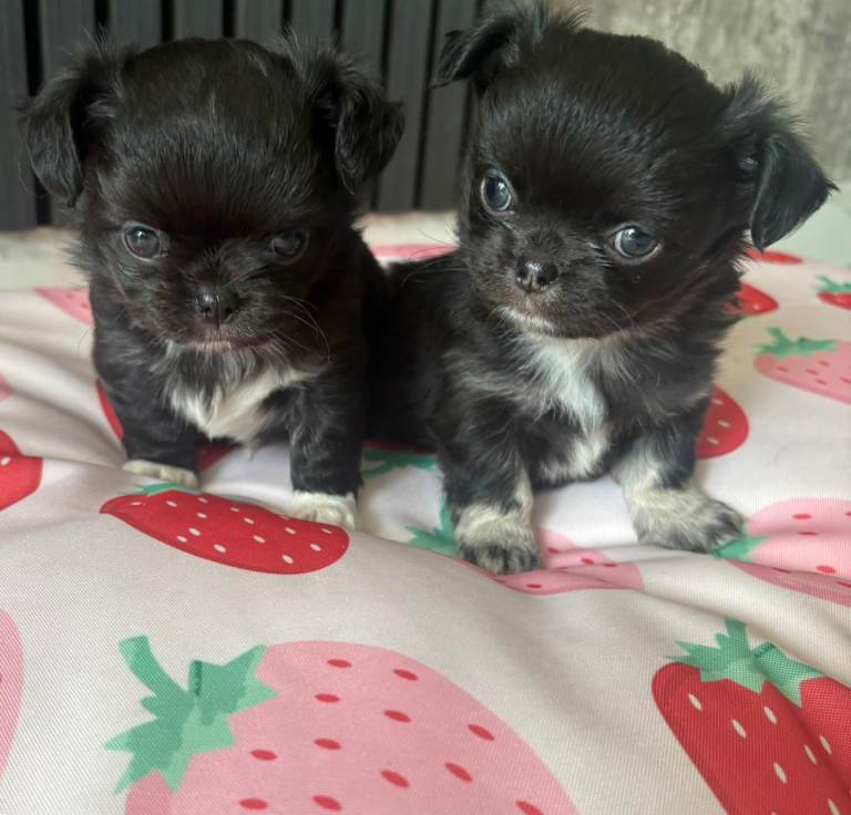  chihuahua s one left ...