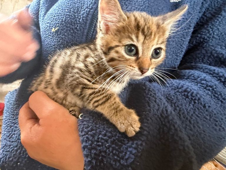 3 little kittens 