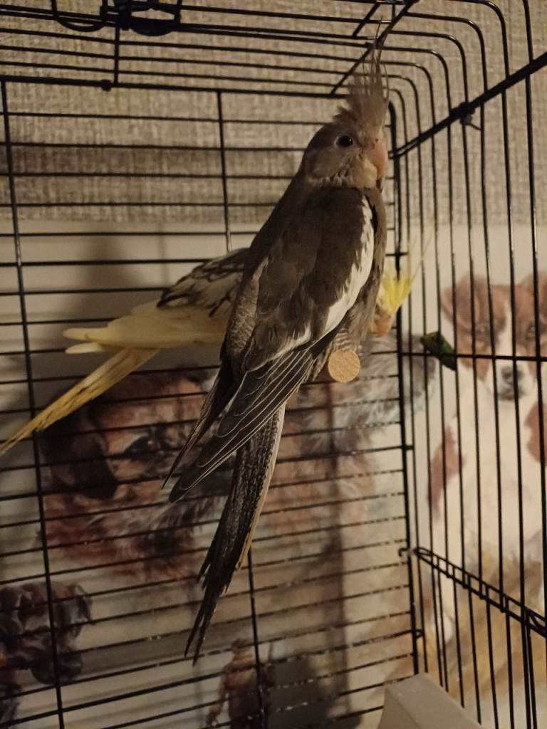 2 hand tame cockatiels