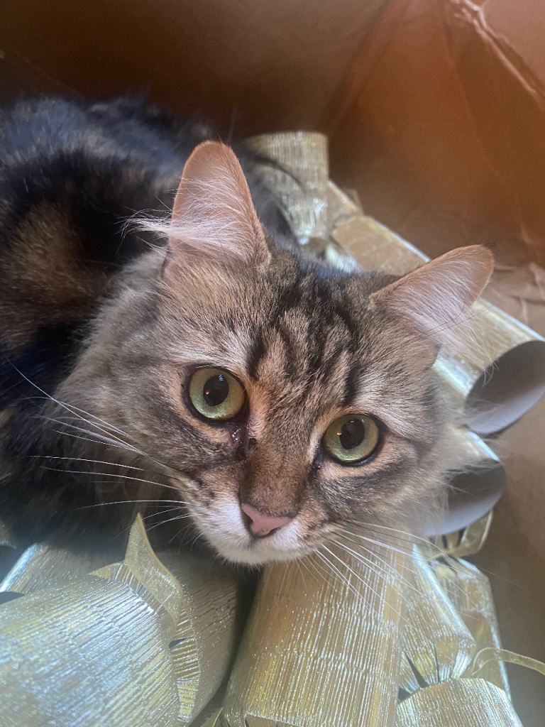 Lovely Natured Persian Cat