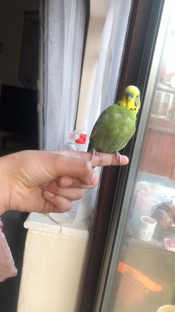 Selling two budgies with cage 