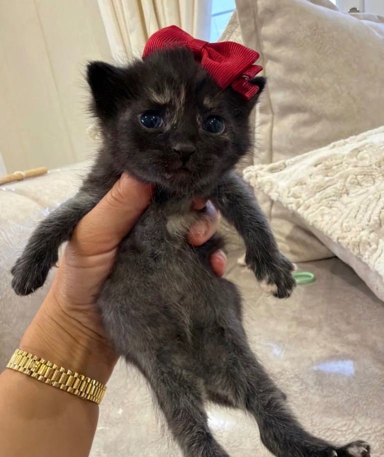 British longhair kittens 