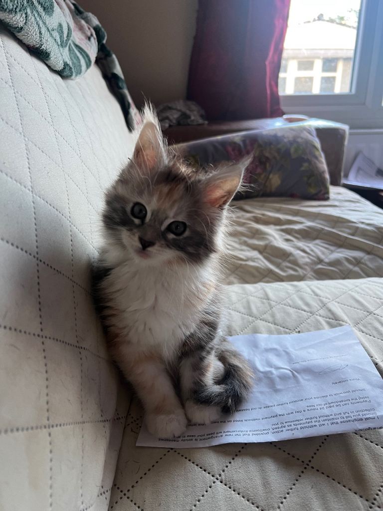 Maine coon kittens 