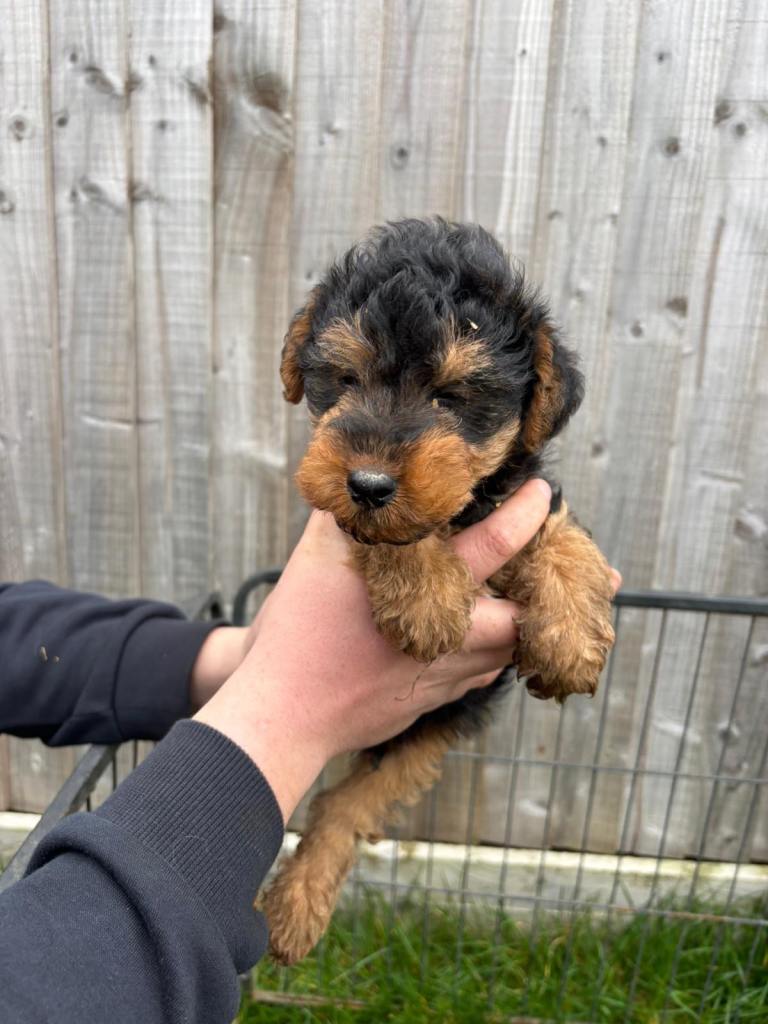 Welsh terrier puppies