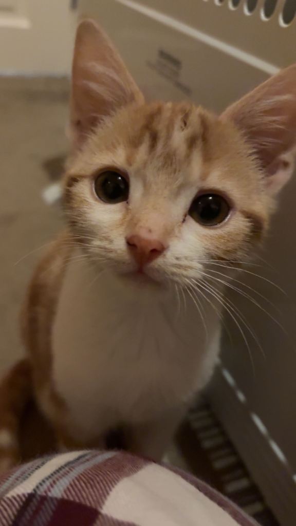 Ginger/White Kitten