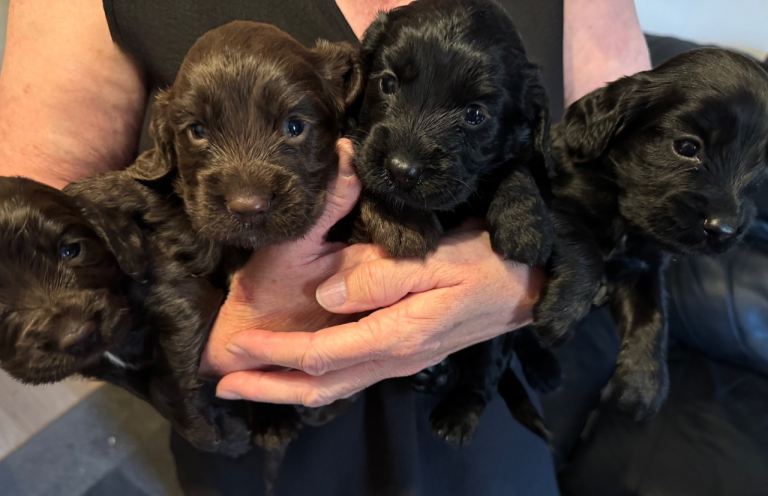 Gorgeous cocker spaniel puppies!
