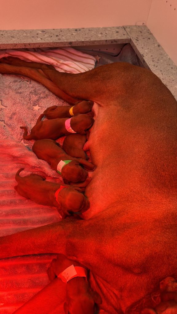 Hungarian Vizsla puppies