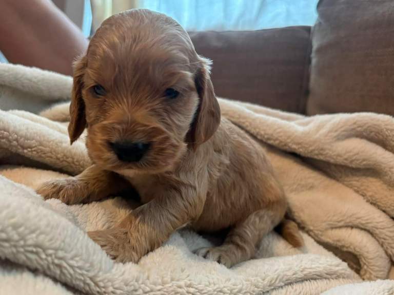 Beautiful show type cocker spaniel puppies 