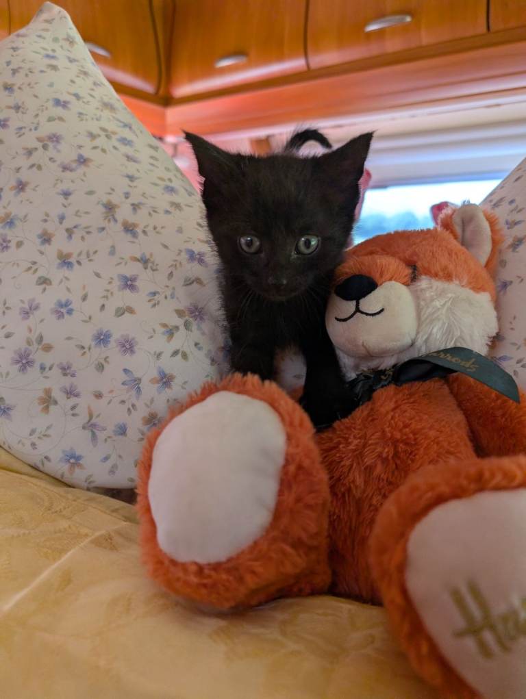 Kittens
