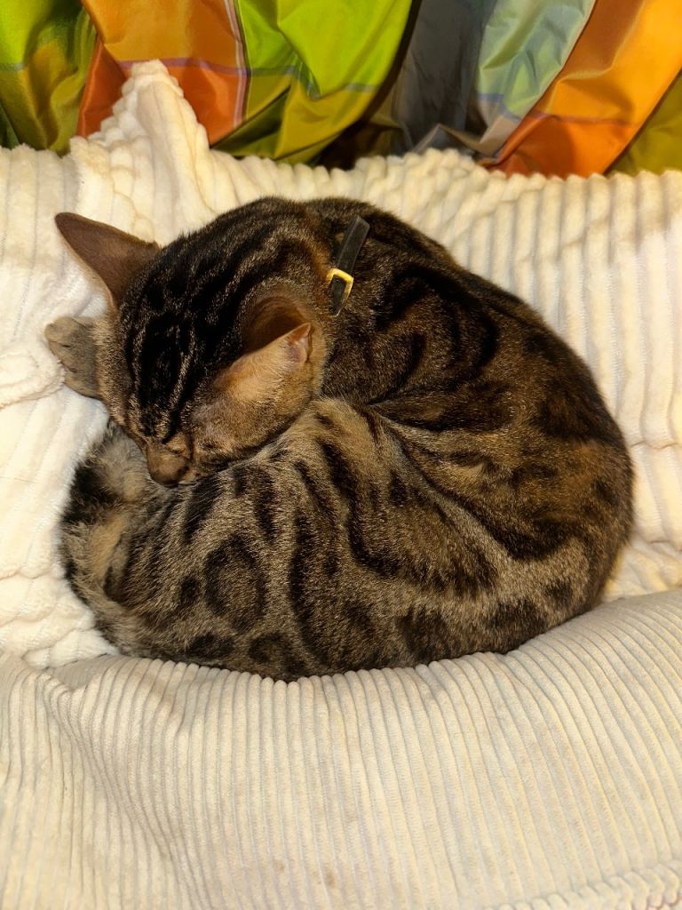 Homely Bengal Adult Male 