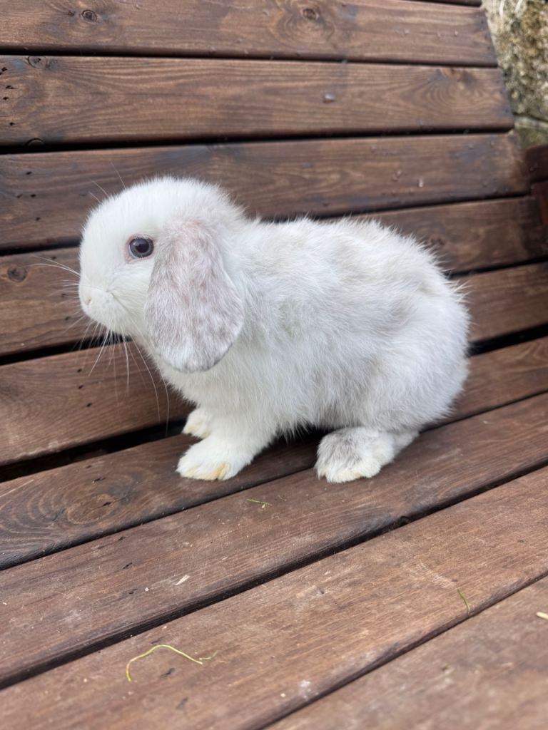 Mini lop rabbits 