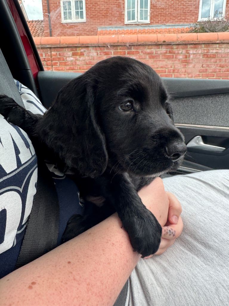 3 Sprocker Boys for Sale 