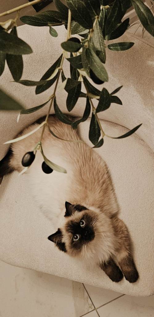 🐾 Beautiful Purebred Siberian Kittens – Raised in a Loving Family Home