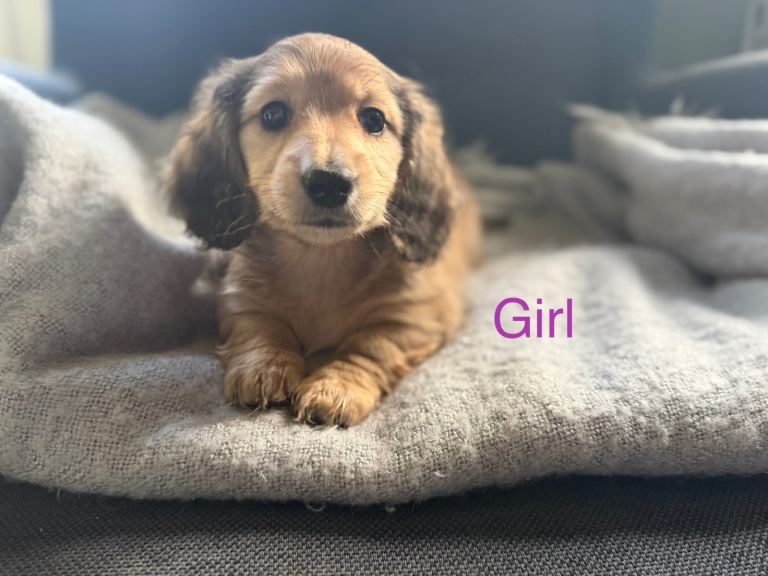 Miniature dachshund puppies KC REG 2 boys left. Ready now!  