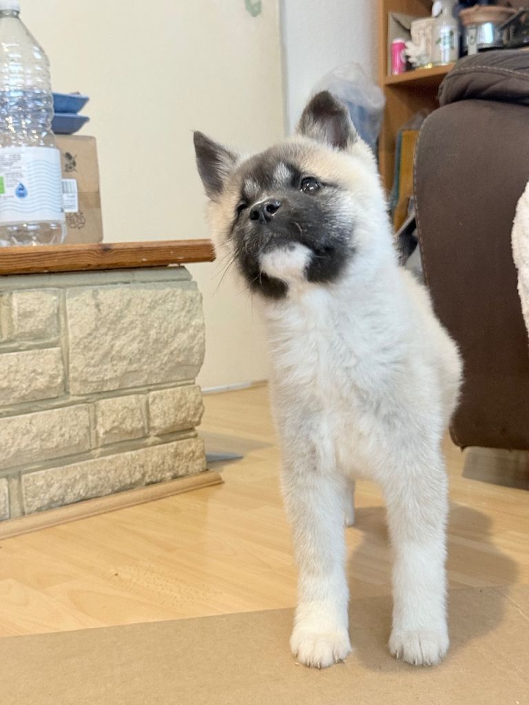 American Akita puppy
