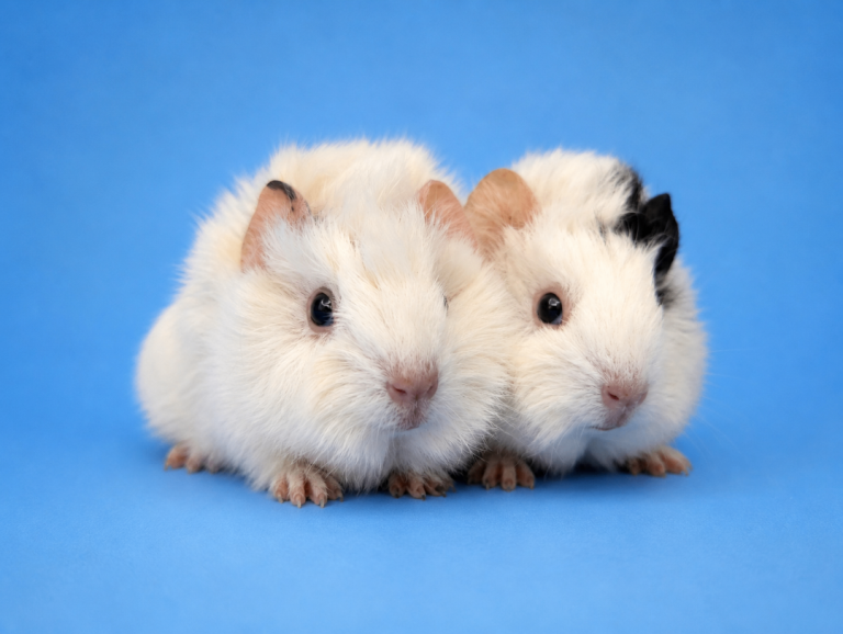 Dalmatian Guinea pig brothers 