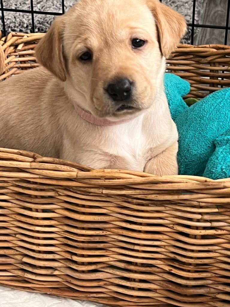 Stunning Labrador Pups 