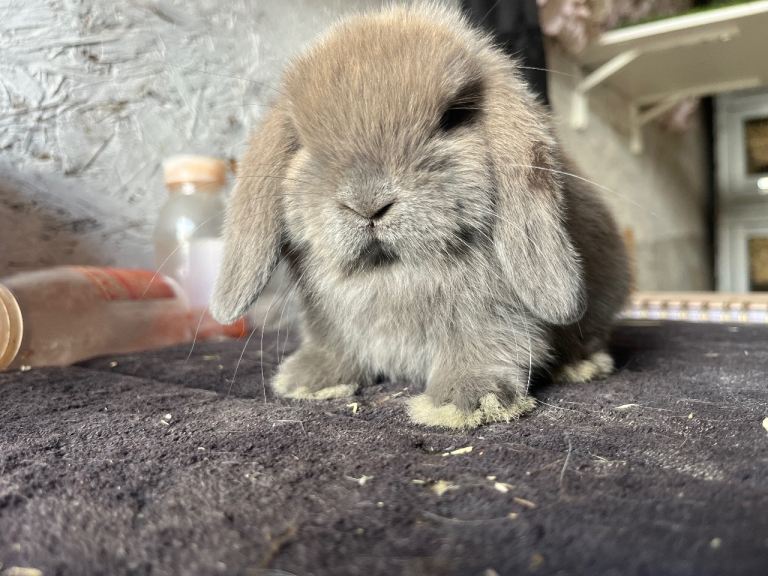Pure mini lop