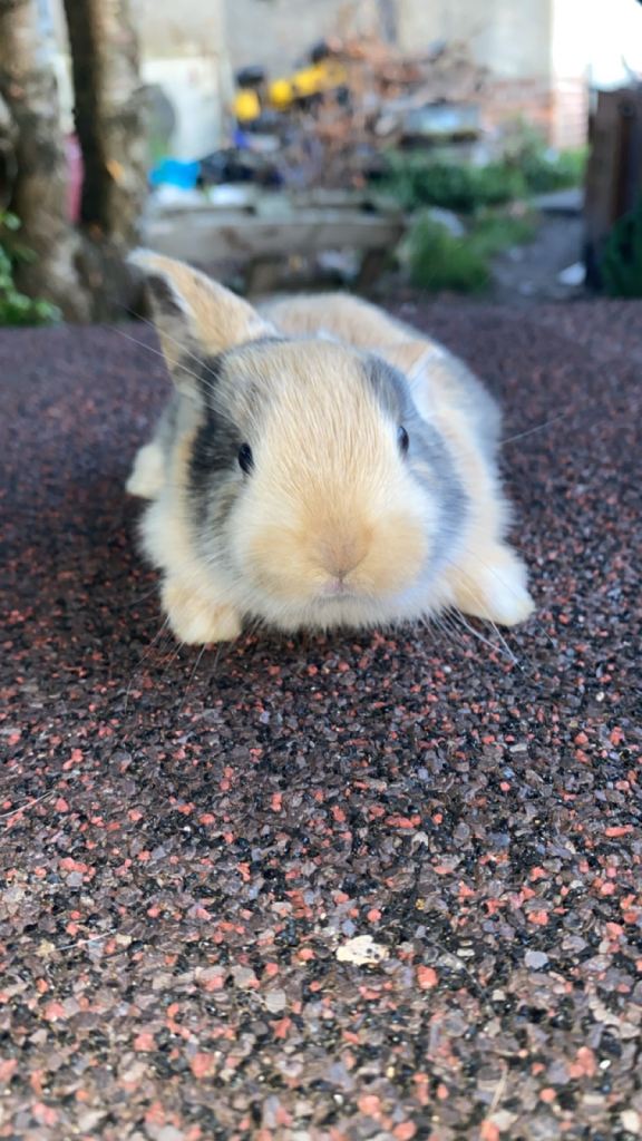 Baby boy