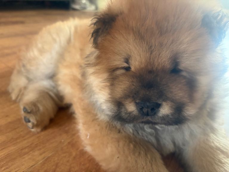 Beautiful Purebred Chow Chow Puppy – Loving Family Home Wanted 🐻❤️