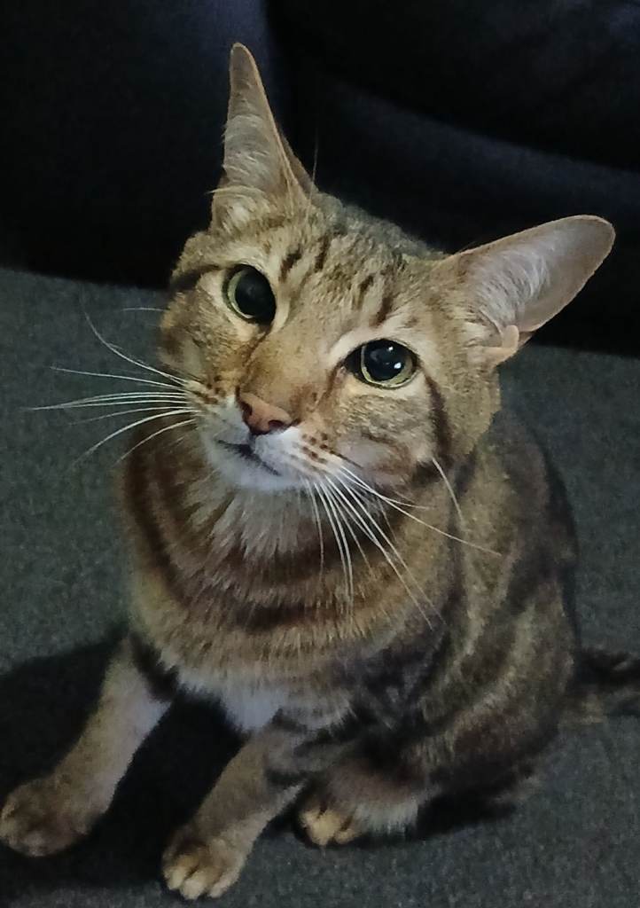 2 cats looking to he rehomed