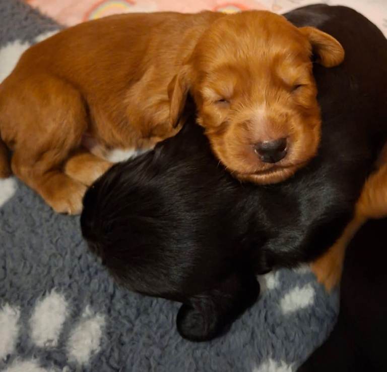 cocker spaniel puppies 