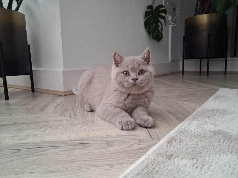 GCCF Pedigree Lilac British Shorthair Kitten⁠