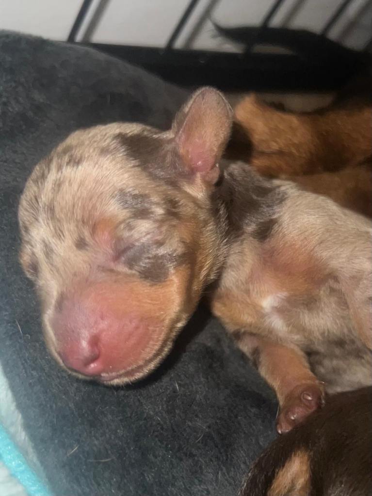 Beautiful mini Dachshunds 