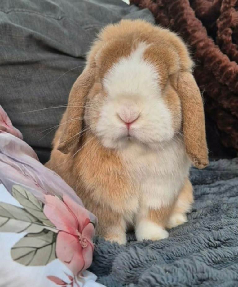 2 Adult Mini Lop Bucks 