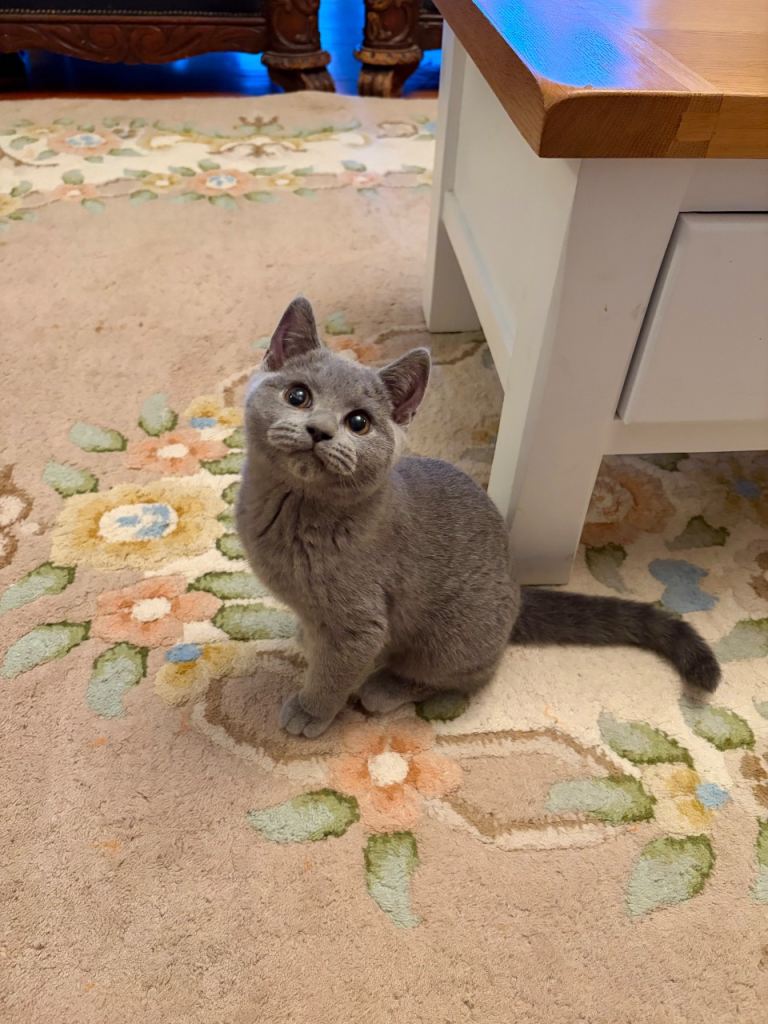 GCCFI Blue British Shorthair kitten