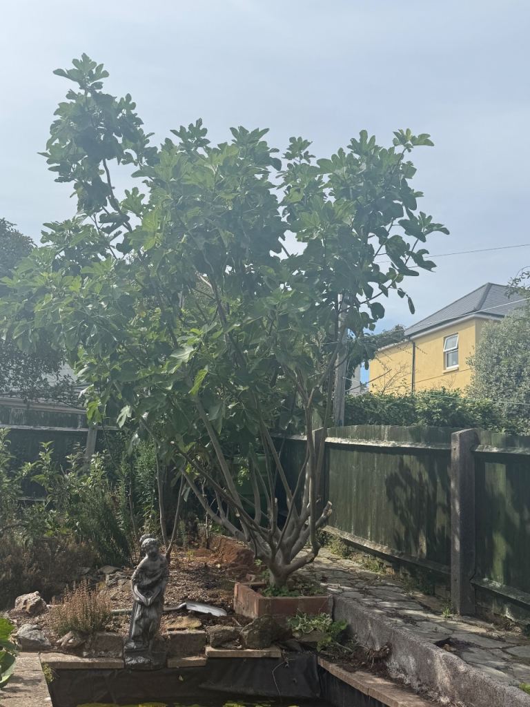 Very Large Mature Fruiting Fig Tree approx 12 foot