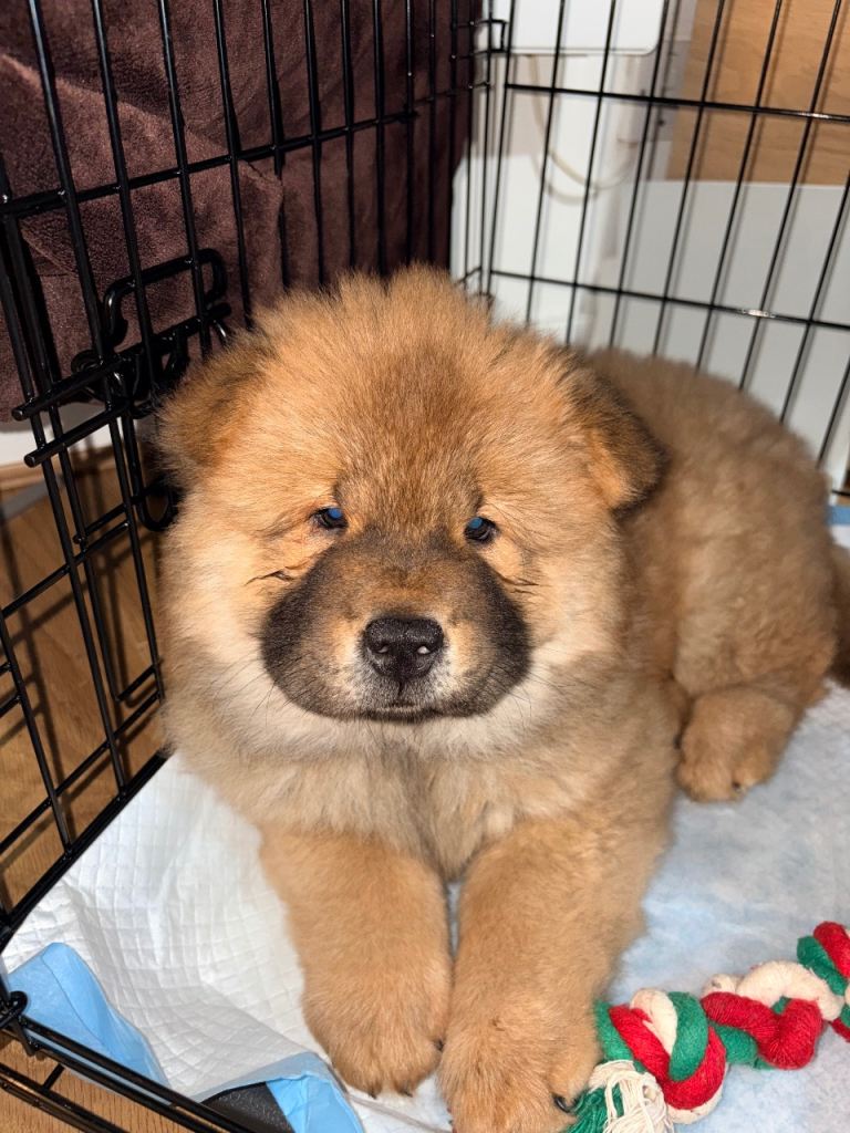 Chow chow 