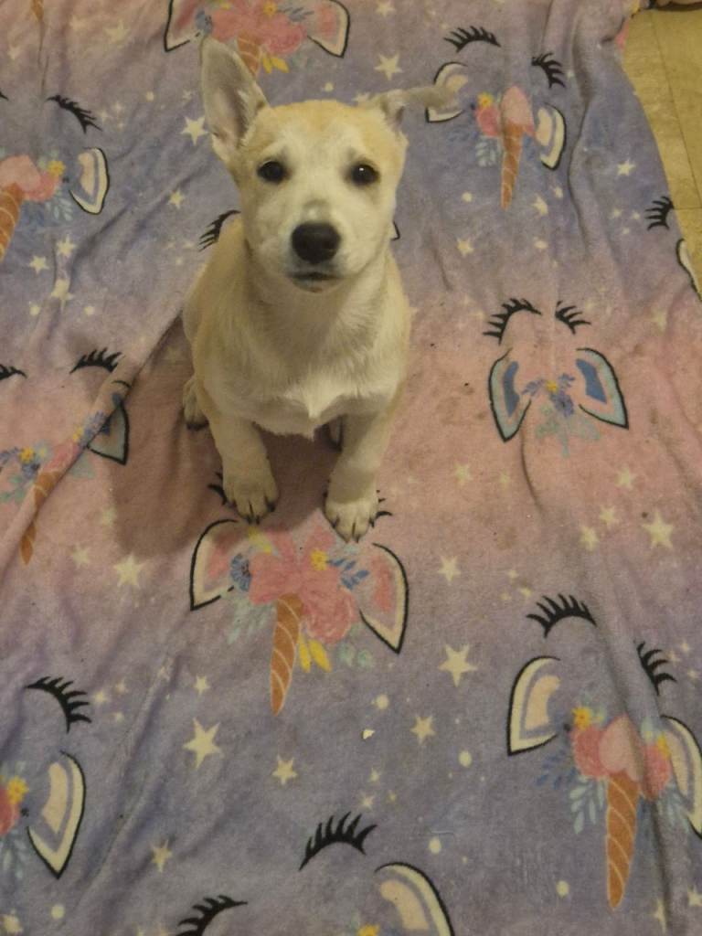 Husky mix
