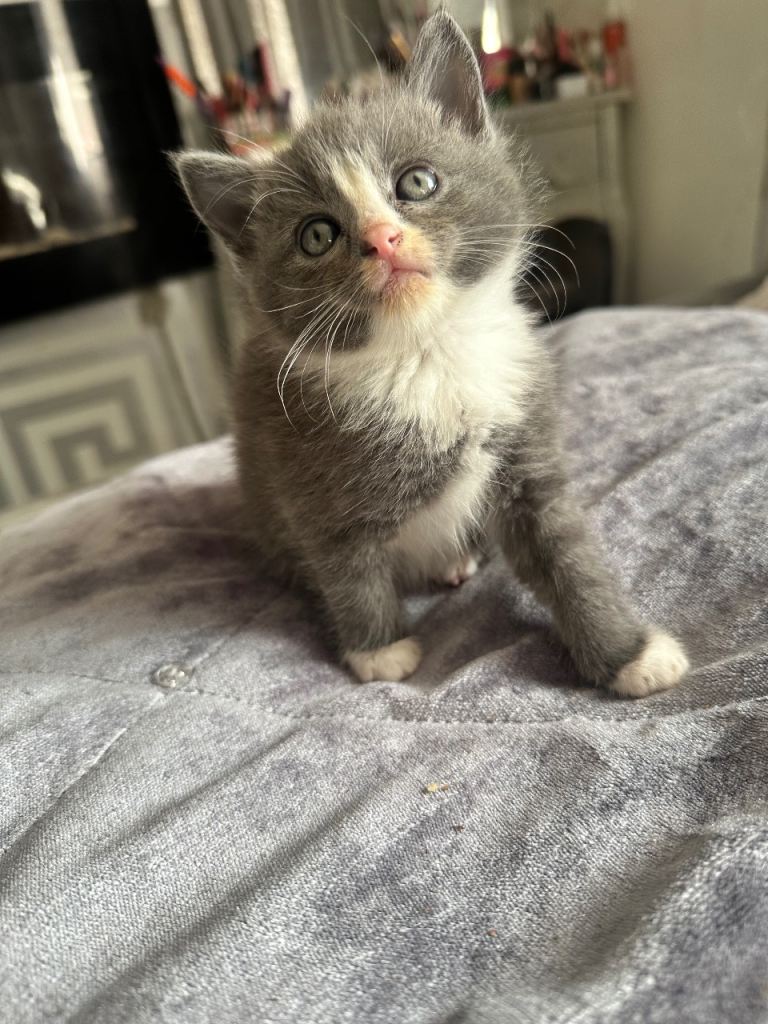 2 beautiful ragdoll mixes kitten 