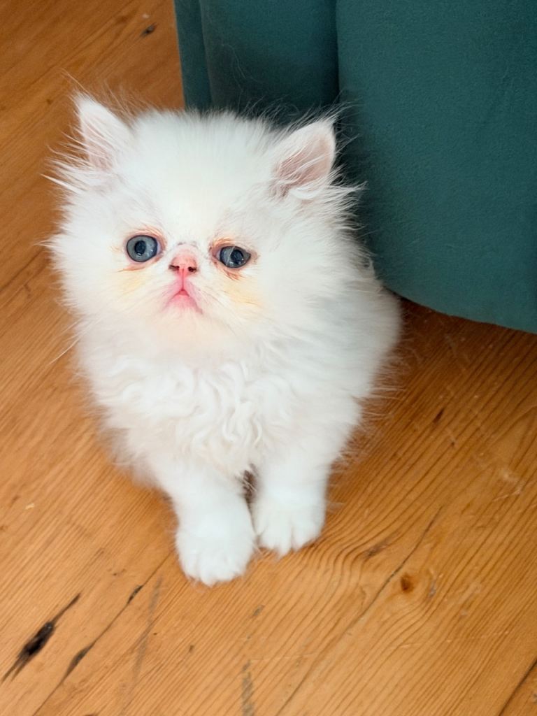 Persian kittens for sale- ONLY TWO REMAINING ♥️