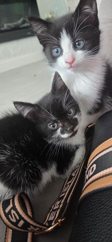 Cute kittens 8 weeks