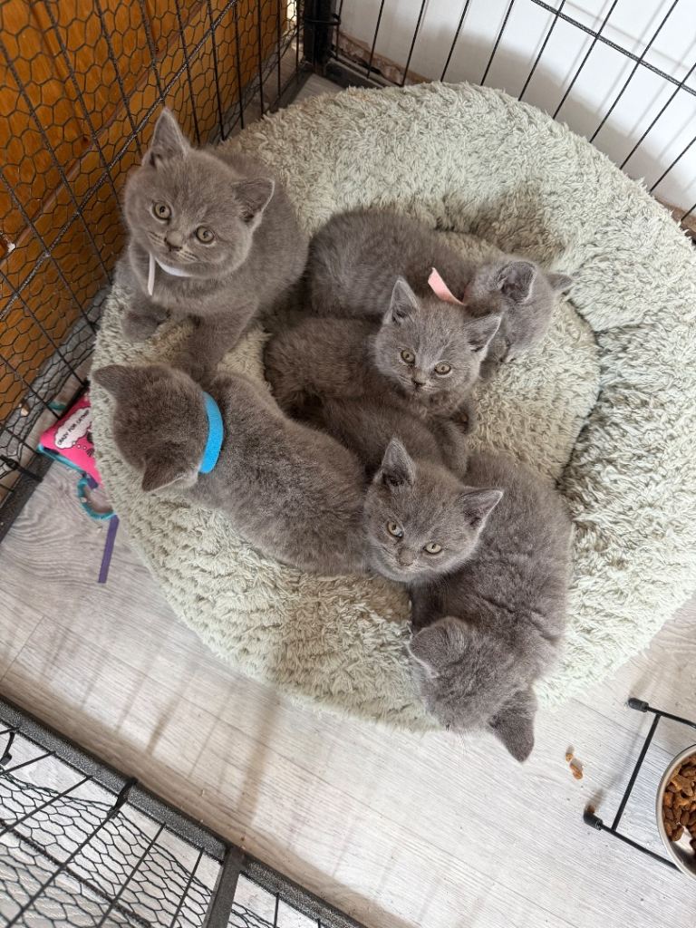 British shorthair 