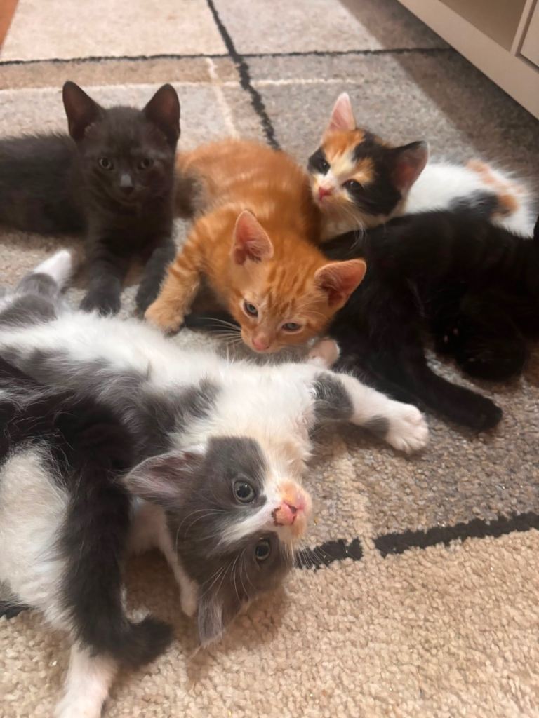 2 amazing family kittens all ready to leave NOW 