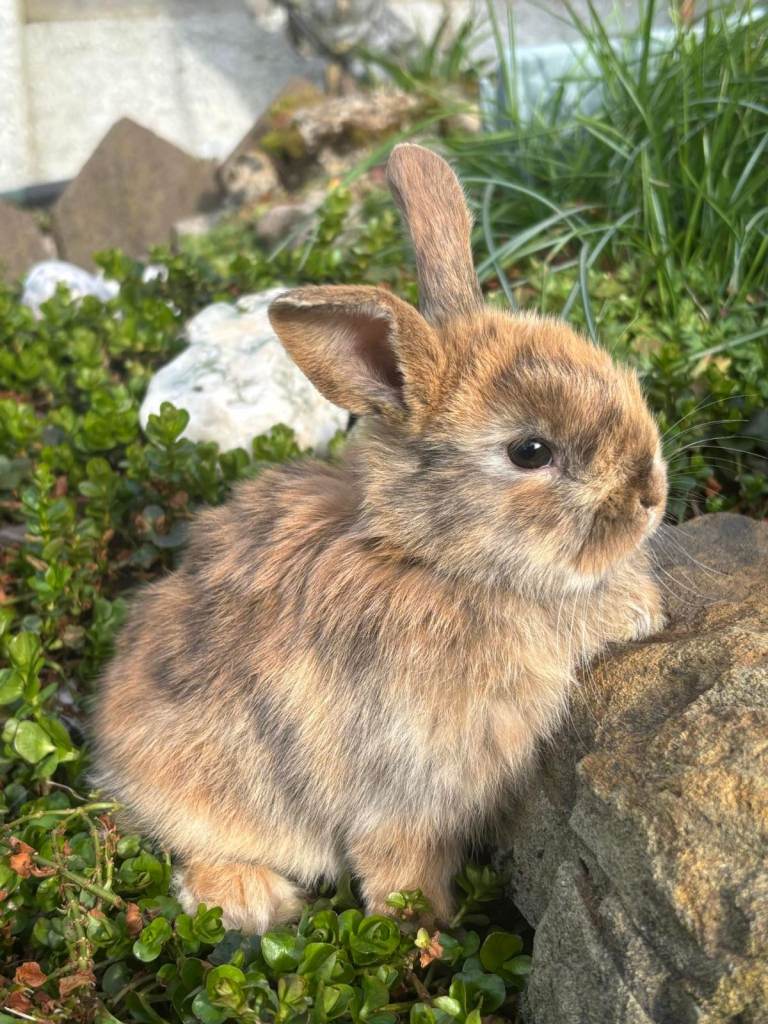 7 mini ginger/black mini lops - 3 boys, 4 girls