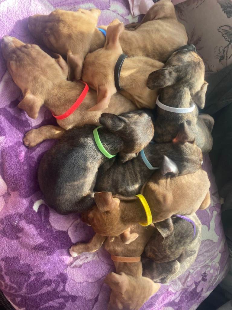 7 gorgeous pups for sale