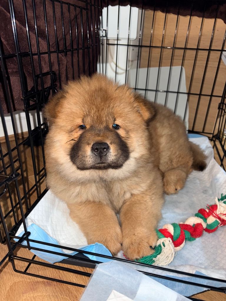 Chow chow 