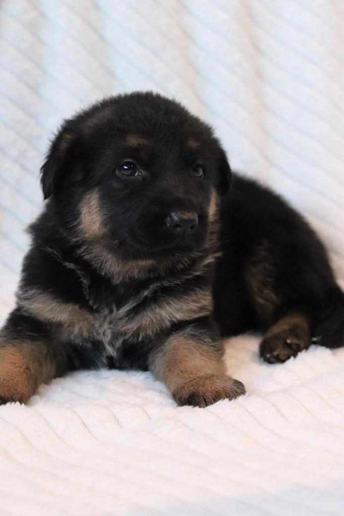 German shepherd puppies for sale 